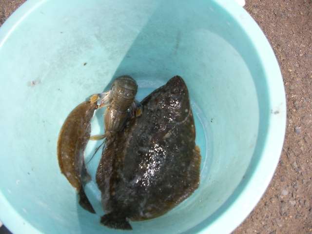 カレイ釣りの季節・・・